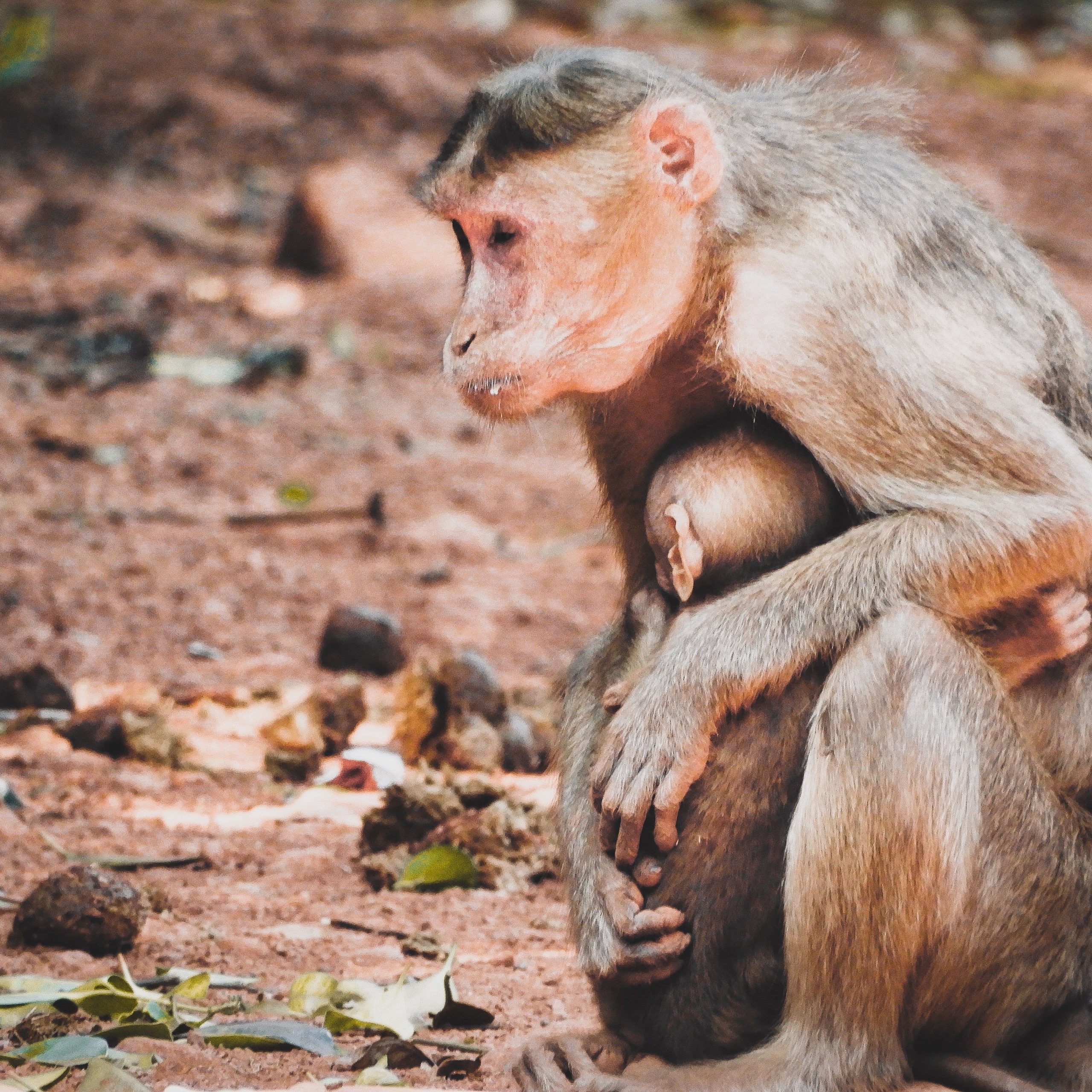 Animal Farms & Birds of Prey Tour