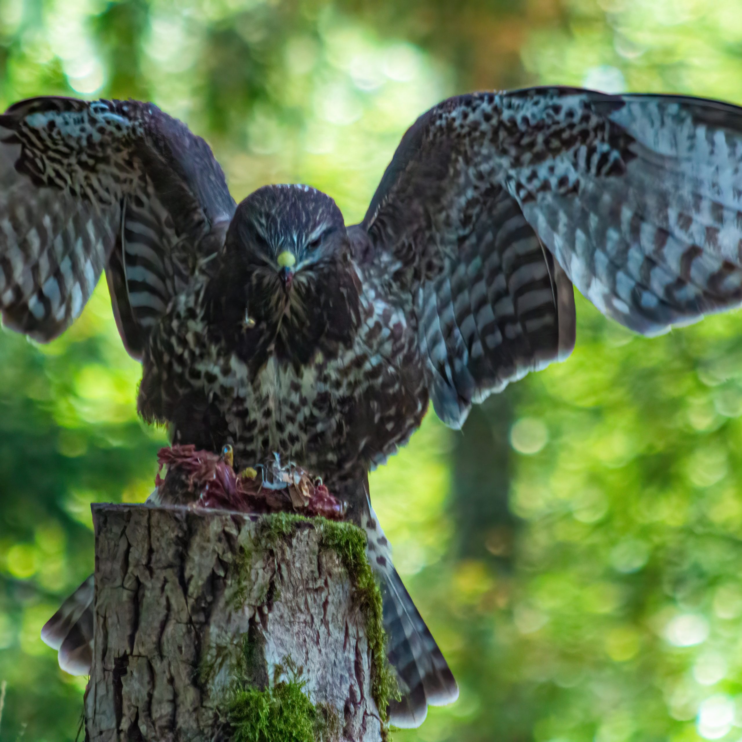 Animal Farms & Birds of Prey Tour